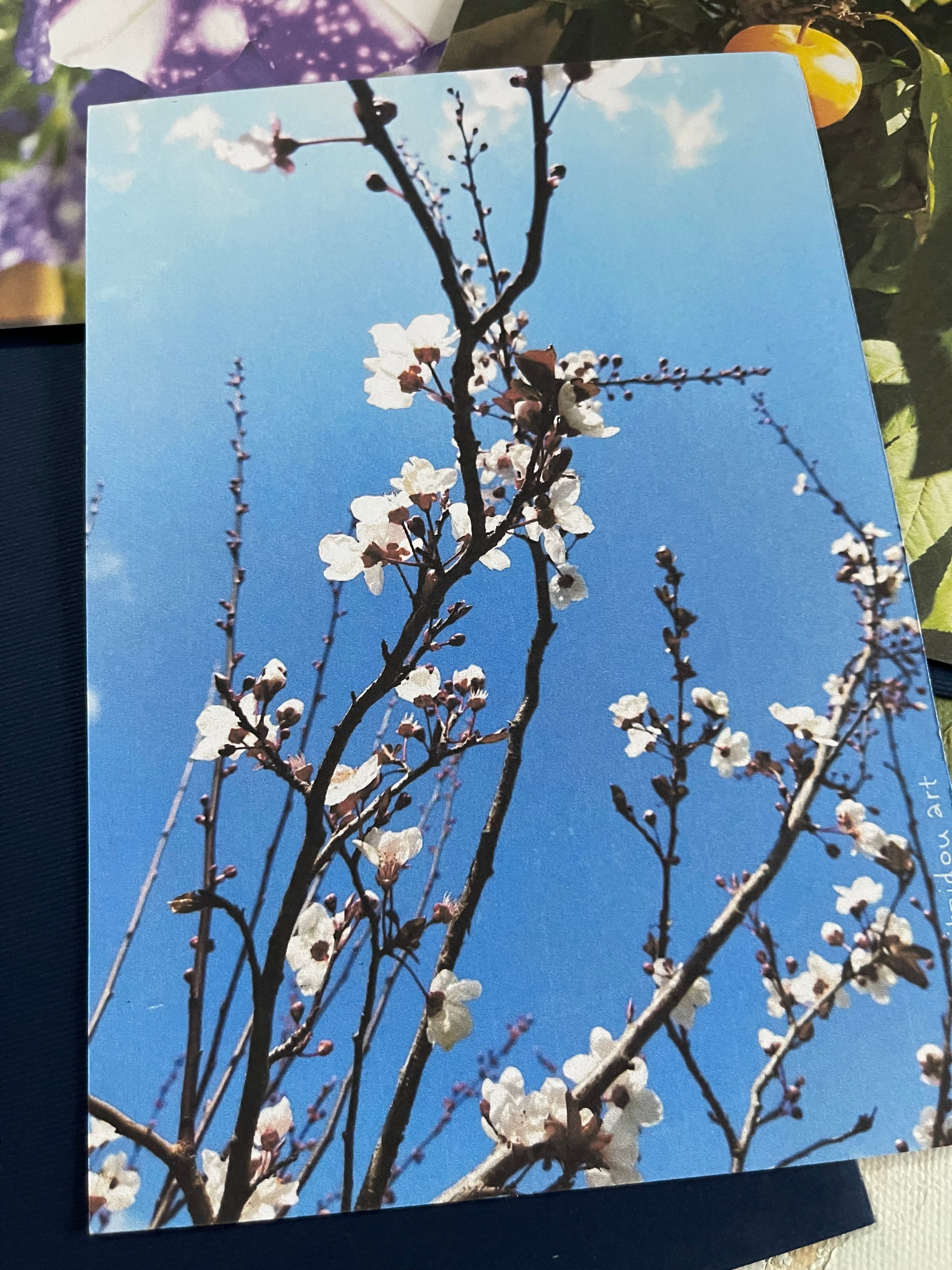 Blossom Postal Cards