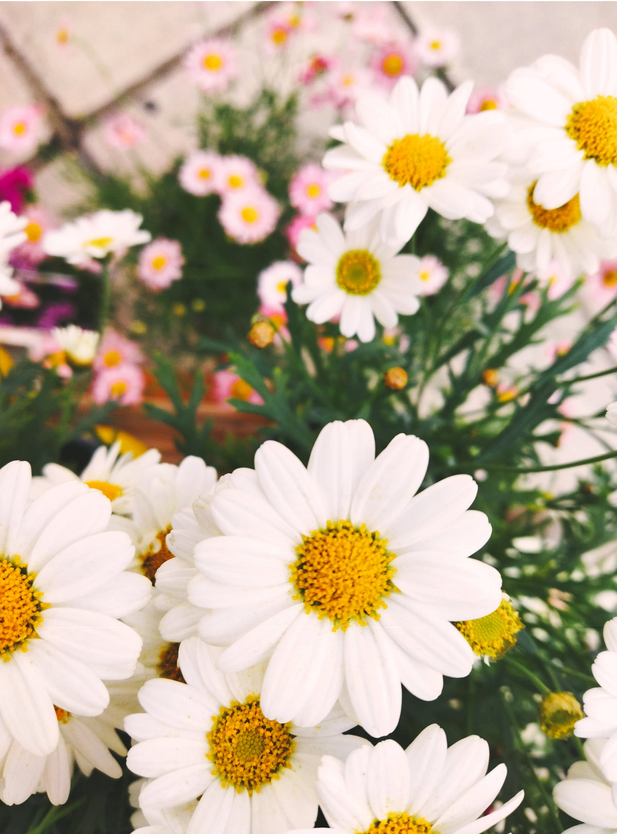 Daisies Photograph
